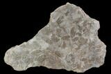 Ordovician Trilobite Mortality Plate - Tafraoute, Morocco #126931-1